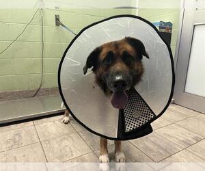 German Shepherd Dog-Unknown Mix Dogs for adoption in Grand Prairie, TX, USA