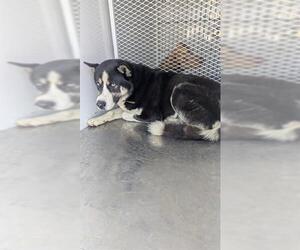 Siberian Husky-Unknown Mix Dogs for adoption in Bakersfield, CA, USA