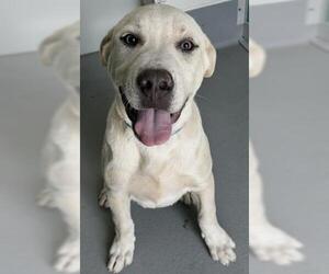Mastiff-Unknown Mix Dogs for adoption in Visalia, CA, USA