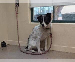 Border Collie-Unknown Mix Dogs for adoption in Pasadena, CA, USA