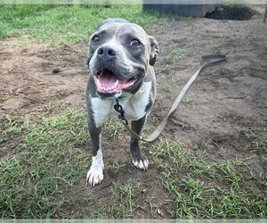 American Pit Bull Terrier Dogs for adoption in Ocala, FL, USA