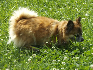 Chiranian Dogs for adoption in Zaleski, OH, USA