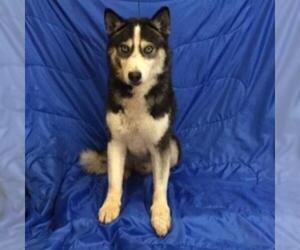 Siberian Husky Dogs for adoption in Show Low, AZ, USA