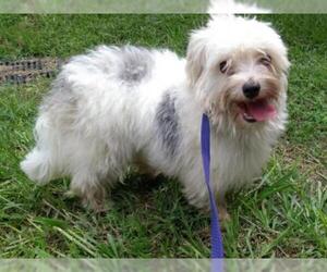 Shih Tzu Dogs for adoption in Gainesville, FL, USA