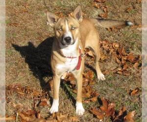 Siberian Husky-Unknown Mix Dogs for adoption in Mountain Home, AR, USA