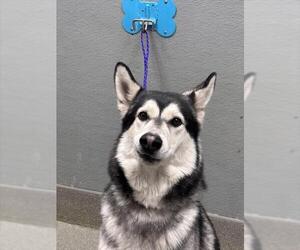 Siberian Husky-Unknown Mix Dogs for adoption in Las Vegas, NV, USA