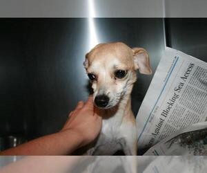 Rat-Cha Dogs for adoption in Modesto, CA, USA
