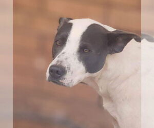 Mutt Dogs for adoption in Vail, AZ, USA