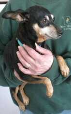 Miniature Pinscher Dogs for adoption in Boonville, MO, USA