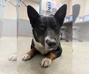 Australian Shepherd-Unknown Mix Dogs for adoption in Las Vegas, NV, USA