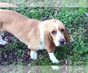 Medium Photo #1 Basset Hound Puppy For Sale in Cologne, NJ, USA