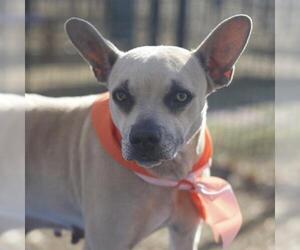 Chihuahua-Unknown Mix Dogs for adoption in San Antonio, TX, USA