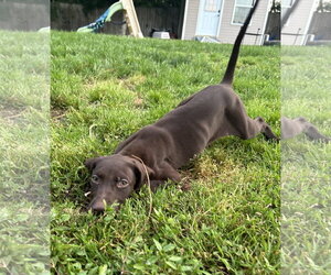 German Shorthaired Pointer Dogs for adoption in Stephens City, VA, USA