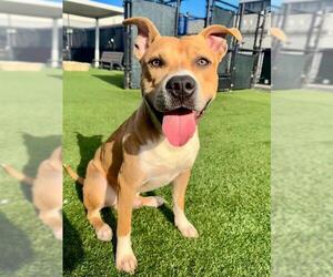 Mutt Dogs for adoption in San Francisco, CA, USA