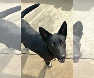 Australian Kelpie-Labrador Retriever Mix Dogs for adoption in Newport Beach, CA, USA