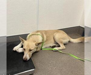 Labrador Retriever-Unknown Mix Dogs for adoption in HESPERIA, CA, USA