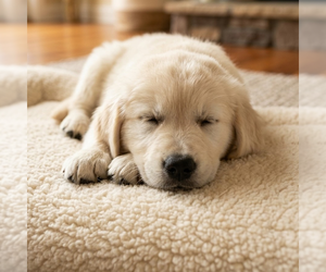 Great Pyrenees Dogs for adoption in Vail, AZ, USA