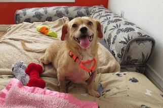 Bichon Frise Dogs for adoption in Pawtucket, RI, USA