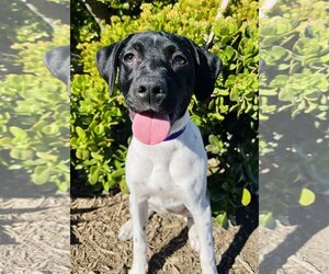 German Shorthaired Pointer Dogs for adoption in Seal Beach, CA, USA