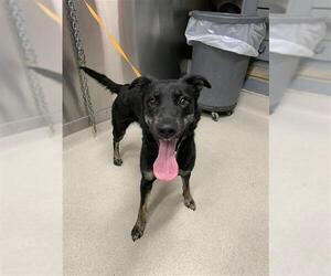 Huskies -Unknown Mix Dogs for adoption in Fairbanks, AK, USA