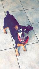 Miniature Pinscher Dogs for adoption in Maryville, TN, USA