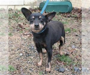 Miniature Pinscher Dogs for adoption in Berkeley Springs, WV, USA