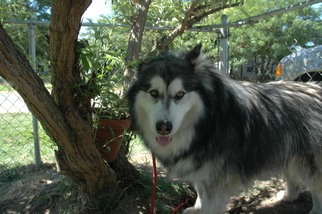 Alaskan Malamute Dogs for adoption in Marysville, CA, USA