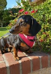 Dachshund Dogs for adoption in Los Angeles, CA, USA