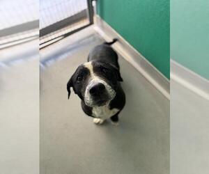 Basset Hound-Unknown Mix Dogs for adoption in Visalia, CA, USA