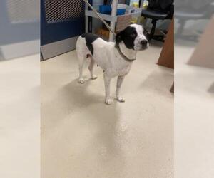 Pointer Dogs for adoption in San Angelo, TX, USA