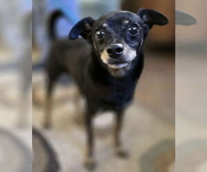 Miniature Pinscher-Unknown Mix Dogs for adoption in Osgood, IN, USA