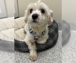 Zuchon Dogs for adoption in Lancaster, PA, USA