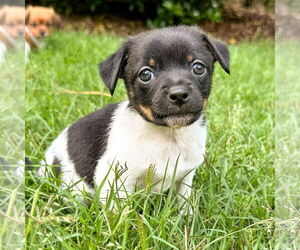 Chihuahua-Unknown Mix Dogs for adoption in Holly Springs, NC, USA