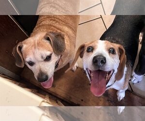 Beagle Dogs for adoption in Monterey, VA, USA