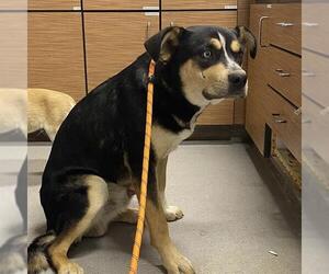 German Shepherd Dog-Unknown Mix Dogs for adoption in Modesto, CA, USA