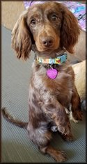 Dachshund Dogs for adoption in Greenville, SC, USA