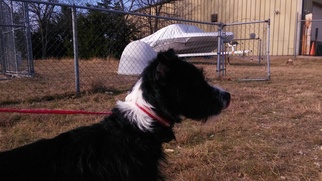 Mutt Dogs for adoption in Roanoke, TX, USA