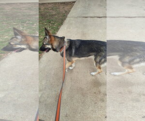 German Shepherd Dog Dogs for adoption in Roanoke, TX, USA
