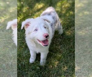 Australian Shepherd-Unknown Mix Dogs for adoption in Fort Collins, CO, USA
