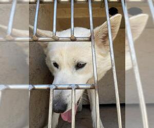 Siberian Husky-Unknown Mix Dogs for adoption in Oklahoma City, OK, USA
