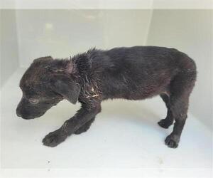 Labrador Retriever Dogs for adoption in Houston, TX, USA