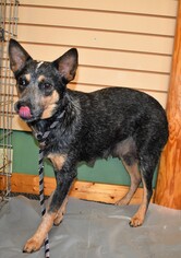 Australian Cattle Dog Dogs for adoption in Pequot Lakes, MN, USA