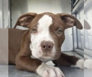 Mutt Dogs for adoption in Canton, CT, USA