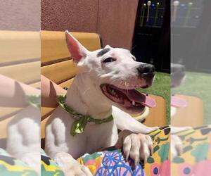 American Pit Bull Terrier-Border Collie Mix Dogs for adoption in San Francisco, CA, USA