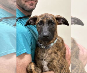 Mutt Dogs for adoption in Elmsford, NY, USA