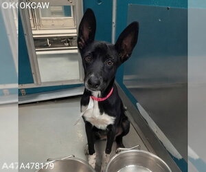 Pharaoh Hound-Unknown Mix Dogs for adoption in Oklahoma City, OK, USA