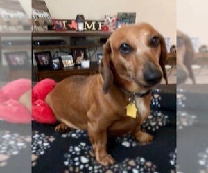 Dachshund Dogs for adoption in North Richland Hills, TX, USA