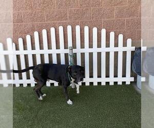 Mastiff-Unknown Mix Dogs for adoption in Modesto, CA, USA