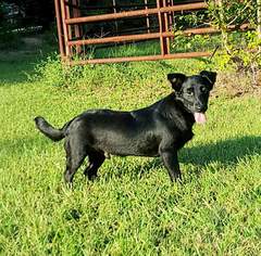 Pembroke Welsh Corgi Dogs for adoption in Social Circle, GA, USA
