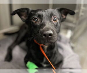 Labrador Retriever-Unknown Mix Dogs for adoption in Tavares, FL, USA